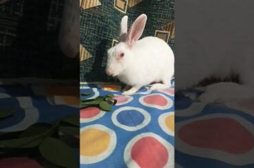 Cute rabbit eating | #shorts #youtubeshorts #shortvideo #rabbit