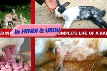 Mother Rabbit Giving Birth - Breeding To Birth - Complete Life Of A Rabbit - Primitive Nature #6