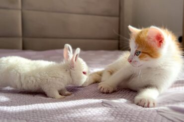 Tiny Kittens Meet Baby Bunnies [Cuteness Overload]