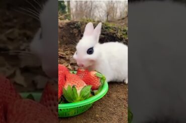 Funny and Cute Baby Bunny Rabbit Videos - Baby Animal Video Compilation #shorts