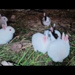 Cute Baby Rabbits,Feeding Activites/Bunny Rabbits(Baby Rabbits)