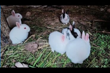 Cute Baby Rabbits,Feeding Activites/Bunny Rabbits(Baby Rabbits)