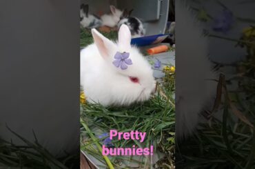 Pretty little bunnies! Bunny with a flower in her hair! Cute baby rabbits.