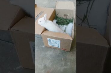 Cute Baby Rabbit #animals #rabbit #pets #shorts #viral #wildminizoo