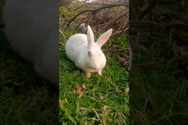 cute bunny....! #shortvideo #shorts #animals #love