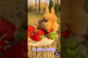 cute rabbit eats fresh strawberry #shorts #animals #animalshorts