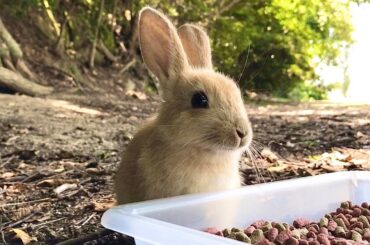 [Must-See] Adorable baby rabbit