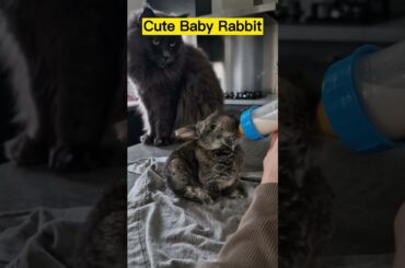 Cute Baby Rabbit | Rabbit Videos