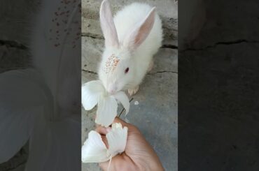 cute bunny eating flower #shortvideo #flowers #rabbit #animals
