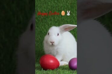 Cute Bunny Happy Easter