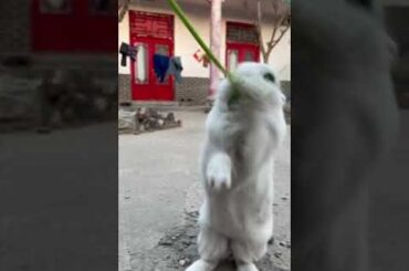 #cute #rabbit #love #shorts