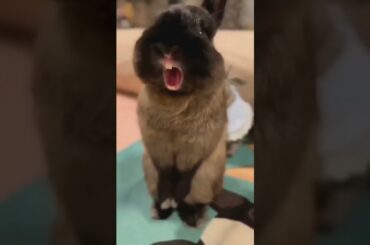 cute baby rabbit funny singing #shorts #tiktok #funny