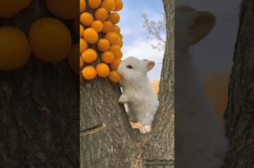 cute rabbit bunny care cute rabbit viral video #shorts #youtubeshorts #cuterabbit #bunny