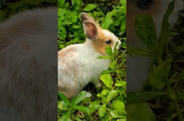 Cute Rabbit #rabbit #cute #baby #bangladesh
