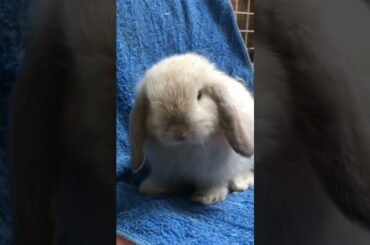 cute bunny holland | cute animal #shorts #rabbit #subscribe