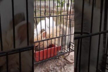 cute baby rabbit playing feeding|Rabbits Activities|cute Rabbit videos #cuterabbit #petsandanimals