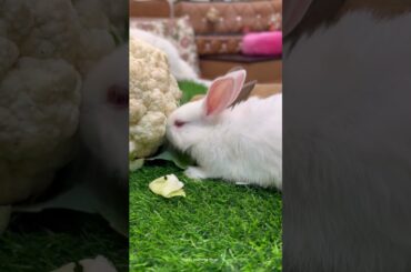 Cute Baby Rabbits Eating #short #shorts #rabbit #bunny #animal #viravideo #viral #animals #pets #pet