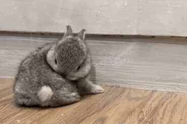 The Cutest Baby Bunny Grow Up - Newborn to 24 Days - Netherland Dwarf Baby - Newborn Baby Rabbit
