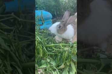 #cute #rabbit #animal #rabbitlifestyle