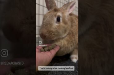 My cute Rabbit Oreo having her dinner!