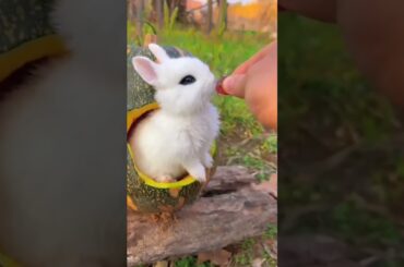 Cute rabbit eating fruit | cute animals | eating food, #shorts