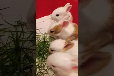 Cute Baby Bunny #bunny #animal