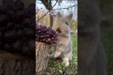 cute bunny videos funny |cute bunny shorts | cute bunny videos #pets #funny