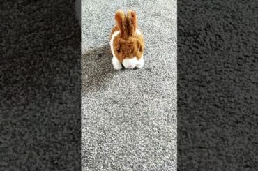 #cute #rabbit #shortvideo #shorts