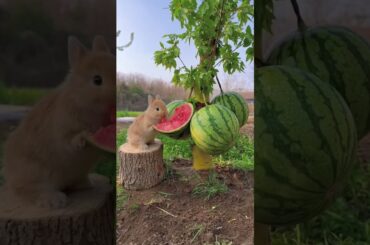 wonderful and cute animals and rabbits#shorts #short #cute #bunny #cuterabbit  #bunnylove