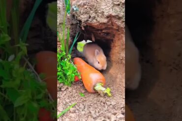 My cute little bunny is walking in the garden