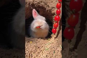 #cute #rabbit #love #shorts