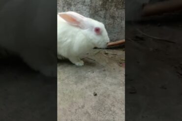 cute bunny...! #shorts #shortvideo #love #animals #viral