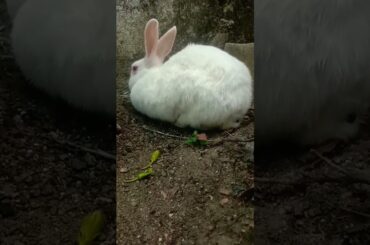 so cute bunny....! #shorts #shortvideo #animals #love