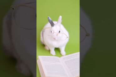 Cute Bunny reading books
