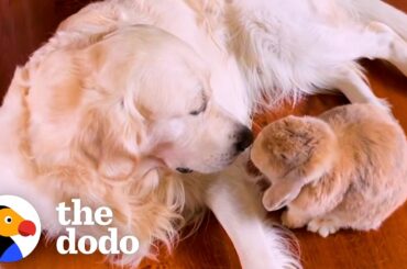 Golden Retriever Picks Apples For His Bunny BFF | The Dodo