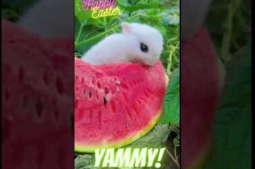Most cute Bunny  #shorts  #youtubeshorts #shortsvideo