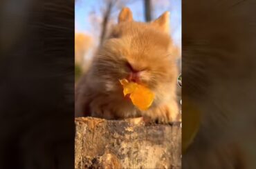 A cute bunny #shortvideo #funny #cat #animallover #funnycat #kittycat #cats #babycat #birds #cute