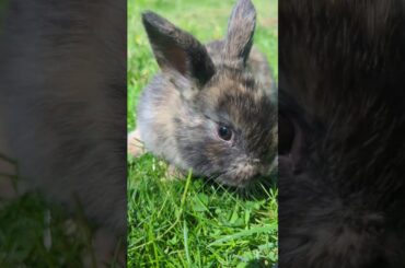 bear the rabbit #animals #farm #pets #bunny #rabbits #music #animal #bunnyrabbit #cute #pet