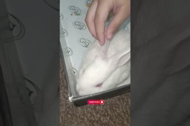 cute #rabbit #youtubeshorts #youtube #ytshorts