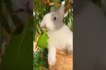 Cute rabbit. A beautiful moment#shorts