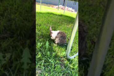 #cute #bunny #rabbit