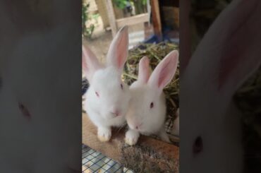 CUTE #shorts #cute #rabbit #subscribe