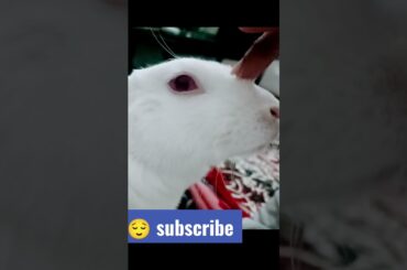 cute baby #lovely rabbit#