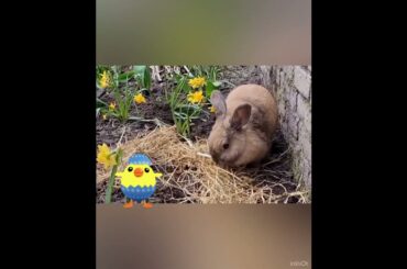 Happy Easter Bunny Easter  || Whats App Status@divineriver