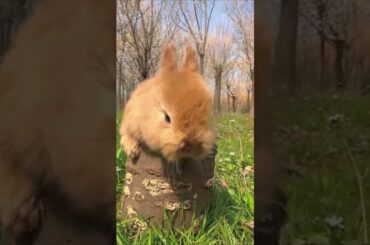 Cute Rabbit eating #shorts