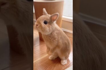 cute baby Rabbit calling Mama #shorts #animal