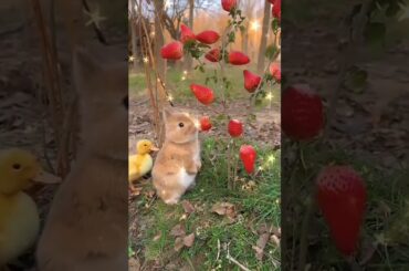 Funny And Cute Baby Bunny rabbit Video #shorts