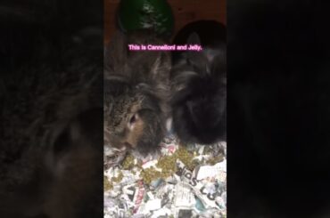 Meet Cannellini and Jelly! | #shorts #short #bunny #rabbit #cutebunny #cute #cuteanimals #animals