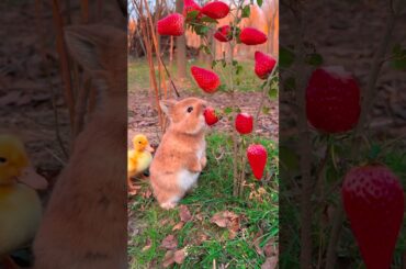 Cute rabbit . A beautiful moment #shorts #short #rabbit  #cute #viral #rabbit #pet #animals