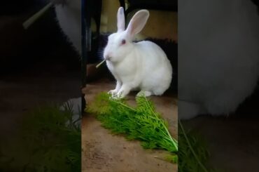 Eating time bunny.....! cute Bunny #shorts #animals #viral #video #shortvideo #love #rabbit